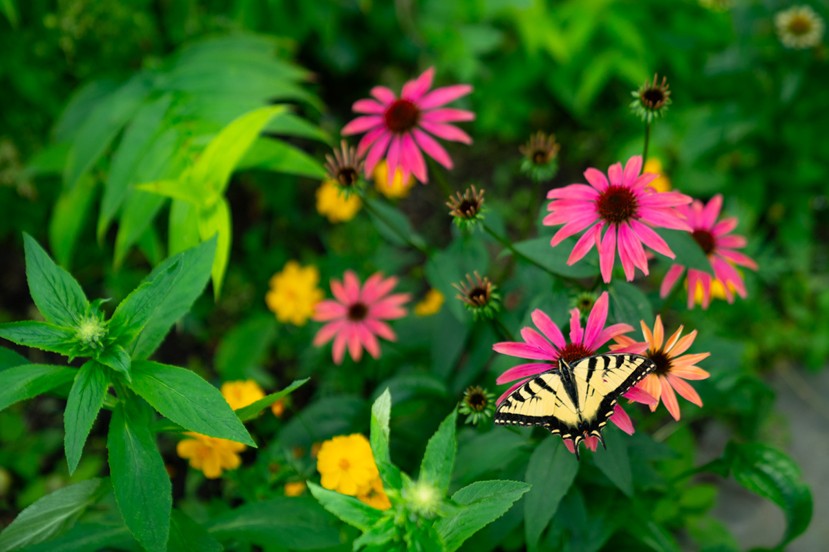 garden-tour