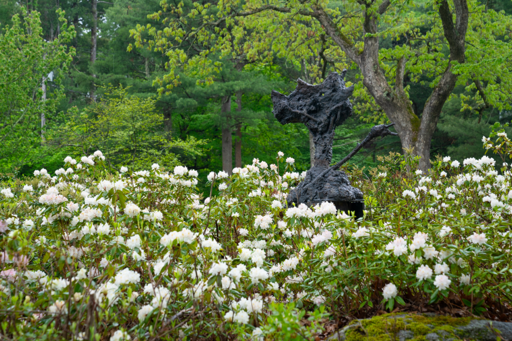 Photo of a bronze sculpture by artist Patrick Jacobs, entitled "Four-Legged Tulip Man" installed in a bed of Azaleas that are in bloom