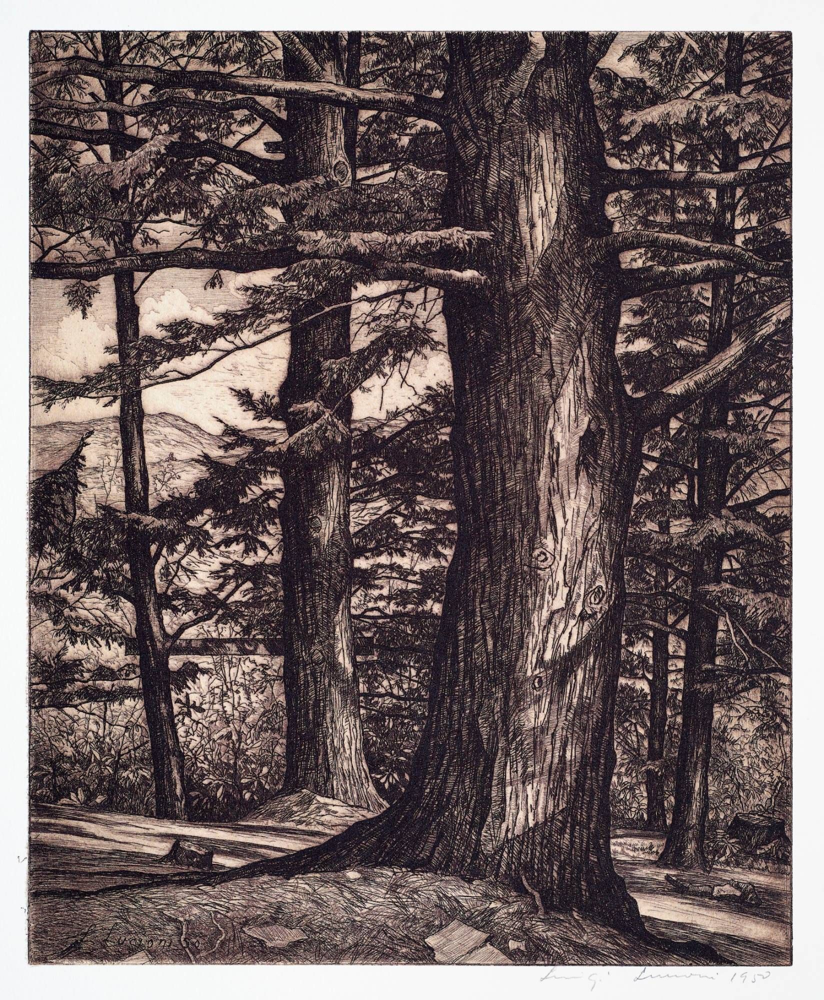 Poconos Through the Hemlocks
